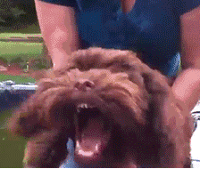 v.gif