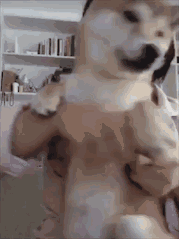 bfgb.gif